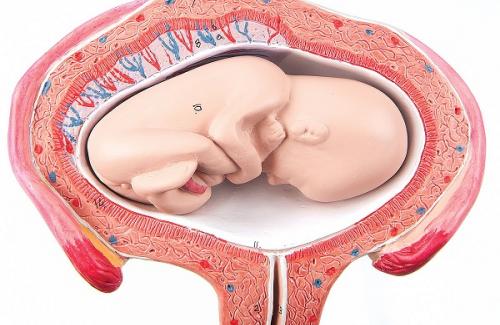 Ngôi thai là gì? Các kiểu ngôi thai cơ bản và thay đổi ngôi thai khi chuyển dạ