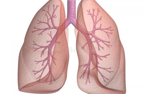 Vôi hóa phổi là bệnh gì? Nguyên nhân và phương pháp trị bệnh