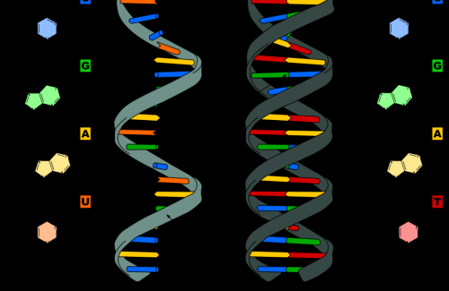 DNA là gì? Nhiễm vụ chính của DNA với sự phát triển của con người