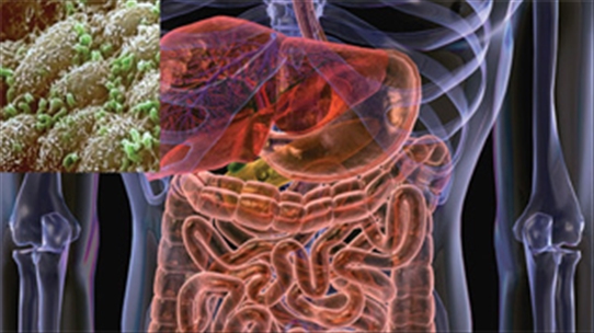 3 khám phá bất ngờ giữa vi khuẩn đường ruột và sức khỏe của bạn