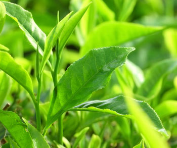 Bật mí cách trị mùi hôi cơ thể bằng trà xanh cực hiệu quả