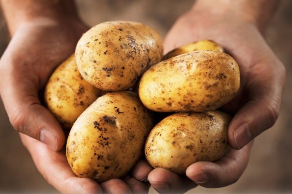 Hại sức khỏe và mắc thêm nhiều bệnh vì ăn khoai tây sai cách