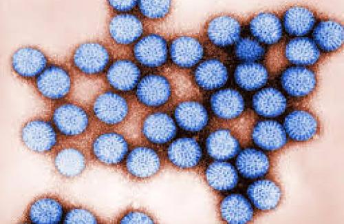 Rotavirus là gì? Nguyên nhân và cách phòng chống tiêu chảy do Rotavirus ở trẻ nhỏ