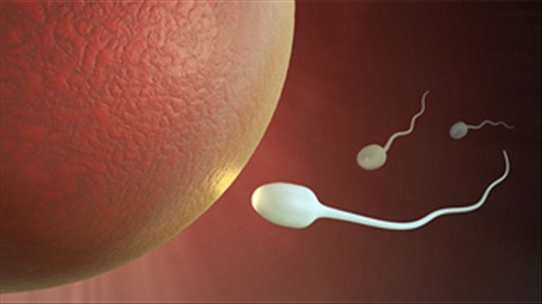 Tinh trùng nhân tạo: Hy vọng mới cho nam giới vô sinh