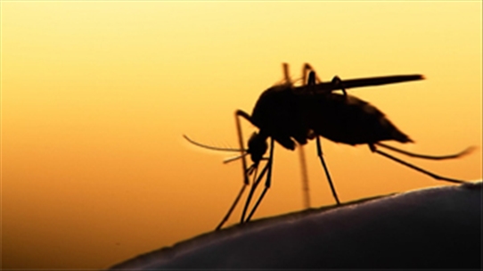 Tiết lộ bất ngờ về mối quan hệ giữa muỗi và bệnh sốt rét