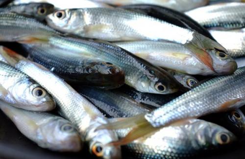 Cá linh là cá gi? Giá trị dinh dưỡng và tác dụng dược lý của cá linh