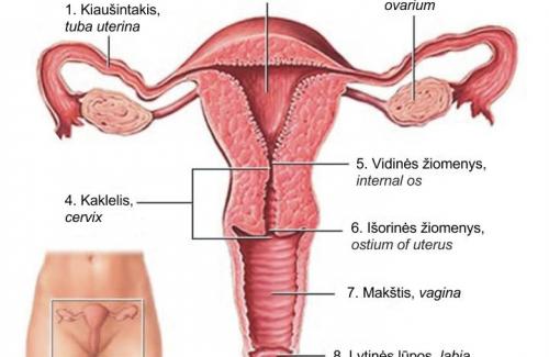 Cổ tử cung - Nhận biết cổ tử cung bình thường và các bệnh lý liên quan