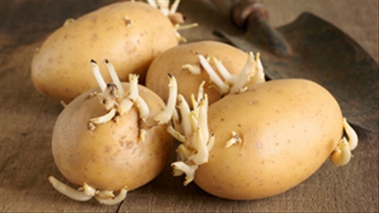 Mầm khoai tây chứa chất độc có thể giết chết cơ thể bạn