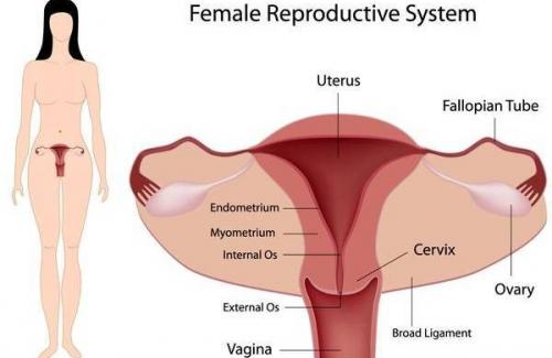 Viêm nội mạc tử cung là gì? Triệu chứng, nguyên nhân và phương pháp điều trị bệnh