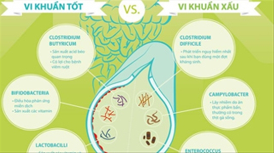 Vai trò của hệ tiêu hóa: Bộ não thứ 2 của cơ thể con người