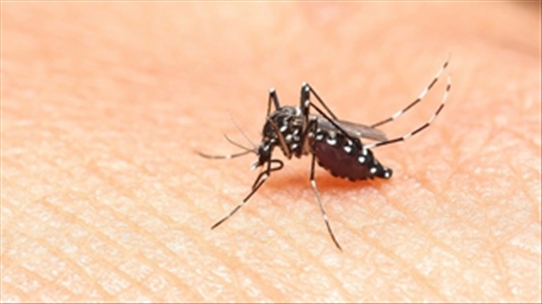 Muỗi: Tác nhân gây ra 7 căn bệnh vô cùng nguy hiểm