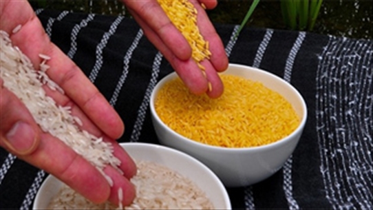 Một vài mẹo hay bảo quản gạo không bị mối mọt tấn công