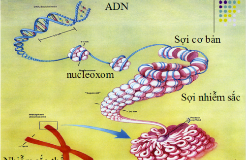 Nhiễm sắc thể là gì? Cấu trúc và chức năng của nhiễm sắc thể
