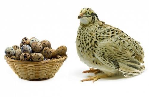 Chim cút - Một số bài thuốc hay từ chim cút bạn nên biết