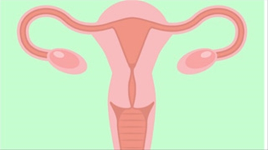 5 sự thật thú vị mọi phụ nữ nên biết về buồng trứng
