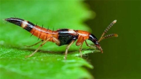 Ngăn ngừa hiểm họa do côn trùng đốt để tránh hệ lụy sức khỏe