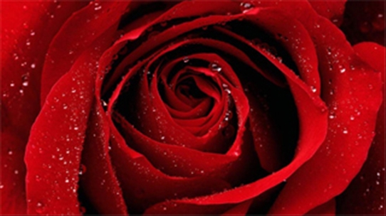 7 lợi ích sức khỏe và sắc đẹp dành cho bạn đến từ hoa hồng