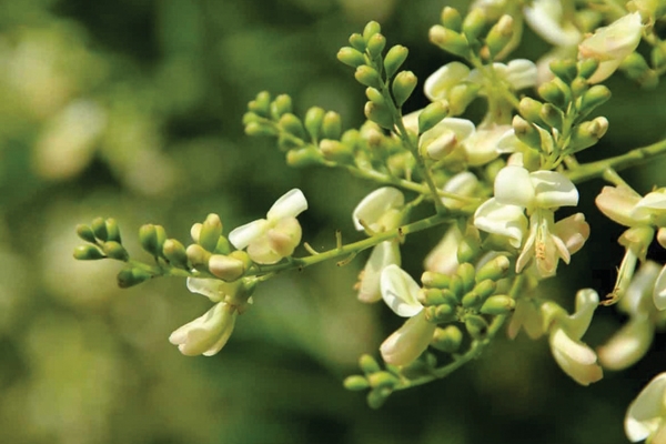 Hòe hoa - một vị thuốc quý trong điều trị huyết áp cao