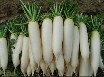 Củ cải trắng không chỉ là thực phẩm bổ dưỡng mà còn dùng chữa bệnh