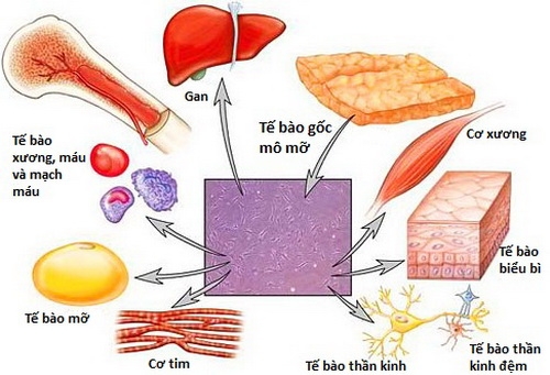 Điều nên biết về ứng dụng tế bào gốc trong điều trị bệnh