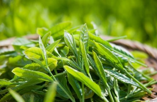 Khỏe đẹp an toàn với lá trà xanh bằng những cách đơn giản này!