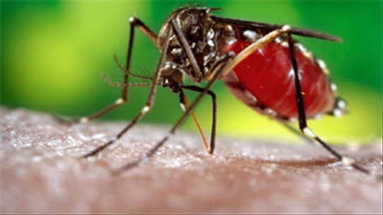 Bà bầu mắc sốt xuất huyết Dengue: Nguy hiểm khôn lường