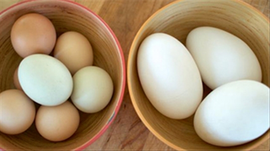 Bà bầu ăn trứng ngỗng liệu có tốt như những gì bạn nghĩ?