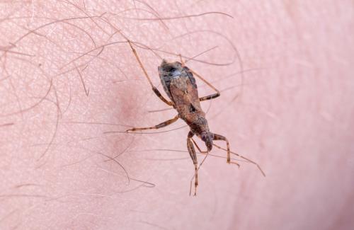 Bệnh Chagas: Những điều nhất định cần phải biết về côn trùng cắn