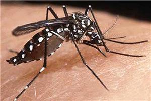 Nhận biết và phòng chống muỗi vằn Aedes truyền bệnh sốt xuất huyết