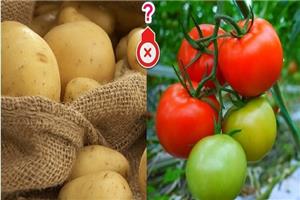 Thực hư việc khoai tây có thật sự đại ky với cà chua?