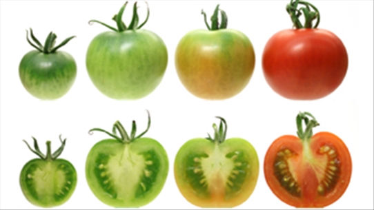 6 điều cấm kỵ khi ăn cà chua có thể bạn chưa biết ?
