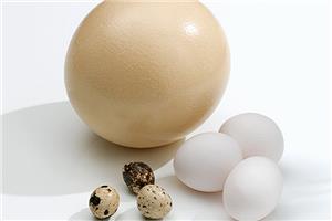 Hàm lượng dinh dưỡng của trứng đà điểu là bao nhiêu?