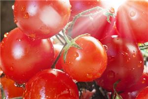 Ăn cà chua hàng ngày có thể có thể chống lại ung thư da không?