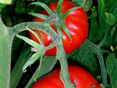 Hướng dẫn chị em các cách làm trắng da tự nhiên với cà chua