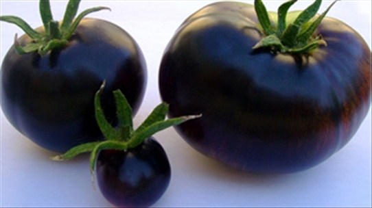 Cảnh báo những điều có thể bạn chưa biết về cà chua đen