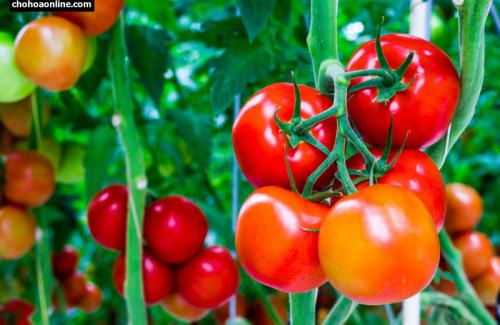 Bí quyết giúp bạn trẻ mãi tuổi đôi mươi nhờ dùng cà chua đúng cách