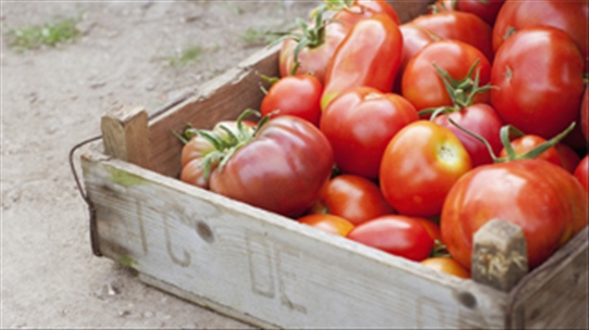 Cà chua: Tuyệt đối không nên để trong tủ lạnh kẻo mang họa vào thân