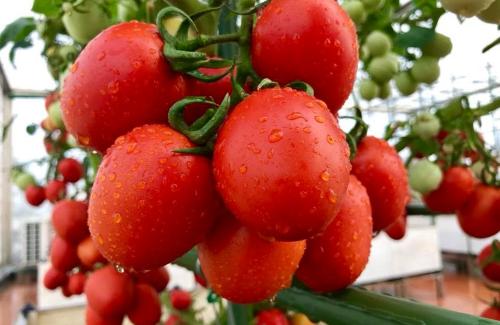 Thêm vị thuốc tự nhiên từ cà chua mà không phải ai cũng biết