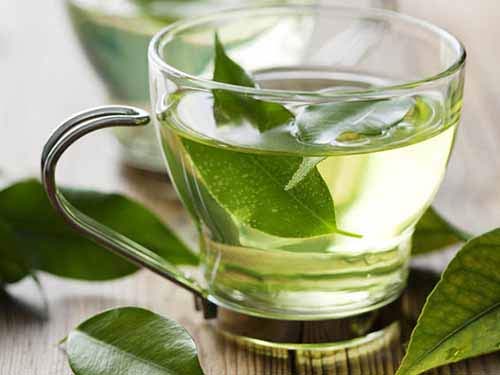 Tác dụng của trà xanh trong điều trị viêm khớp dạng thấp
