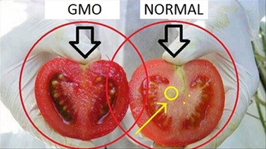 Cà chua biến đổi gen khác gì so với cà chua thường?