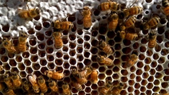 Mách nhỏ bài thuốc chữa liệt dương hiệu quả đến 95% từ tổ ong