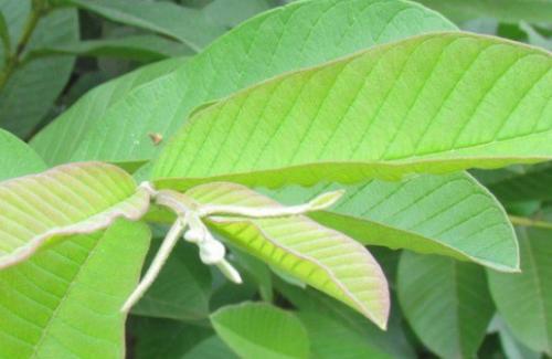 Bài thuốc từ cây nhà lá vườn trị bệnh tiêu chảy cực hiệu quả