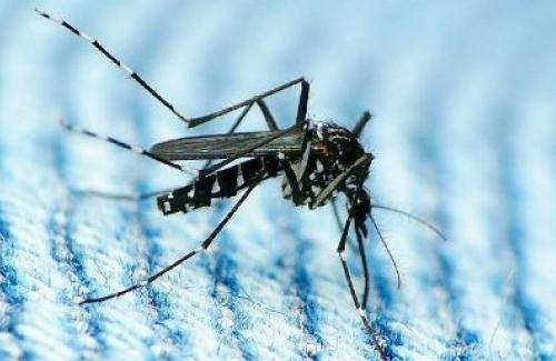 3 con đường chính lây truyền virus Zika cần phải biết