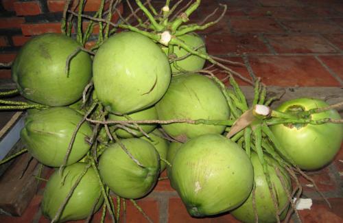 Tác dụng chữa bệnh từ quả dừa đối với sức khỏe ít người biết đến