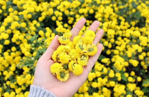 Có thể bạn chưa biết bệnh cao huyết áp có thể chữa bằng hoa