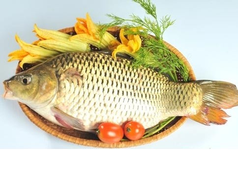 Thức ăn ngon và vị thuốc quý từ một số loại cá nước ngọt