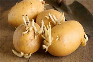 Tại sao lại dễ chọn nhầm khoai tây độc trong siêu thị?