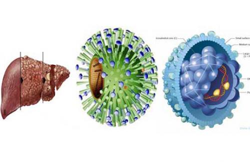 Virus viêm gan - Nguyên nhân phổ biến làm tăng men gan nên biết