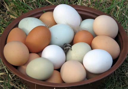 Cách chọn mua trứng gà thật từ A đến Z nhất định phải biết