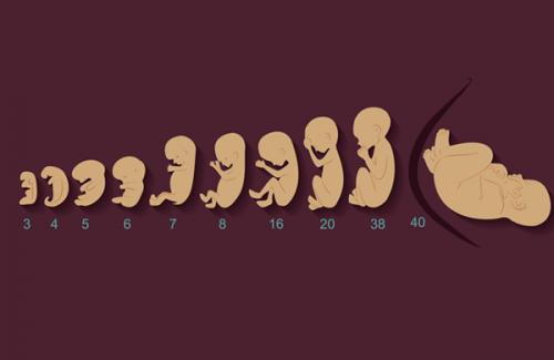 Quá trình phát triển của thai nhi từ lúc trứng gặp tinh trùng trong 9 tháng diễn ra như thế nào?